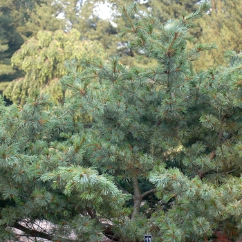 Pinus parviflora 'Bergman' (035302)
