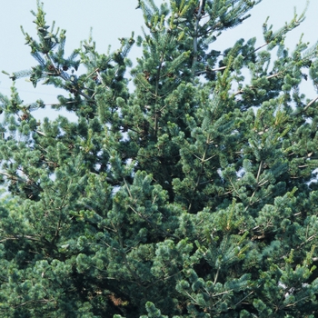 Pinus parviflora 'Glauca' (035308)