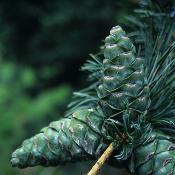 Pinus parviflora 'Glauca' (035310)