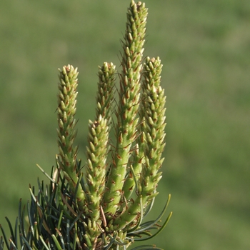 Pinus parviflora 'Glauca' (035312)