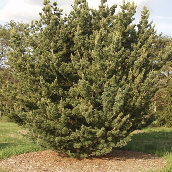 Pinus parviflora 'Glauca' (035313)