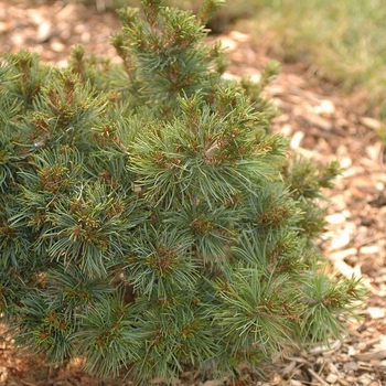 Pinus parviflora 'Hargoroma' (035319)
