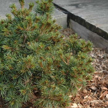 Pinus parviflora 'Hargoroma' (035320)