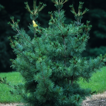 Pinus parviflora 'Ibo-Can' (035322)