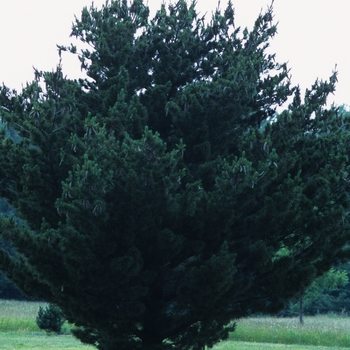 Pinus peuce '' (035324)