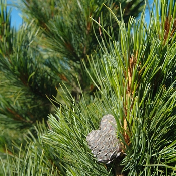 Pinus peuce '' (035325)