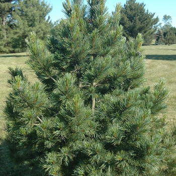 Pinus peuce '' (035326)