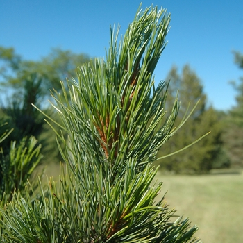 Pinus peuce '' (035327)
