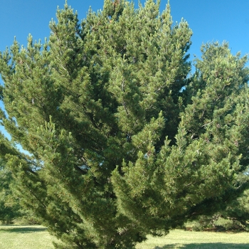 Pinus peuce '' (035328)