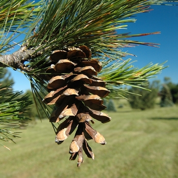 Pinus peuce '' (035329)