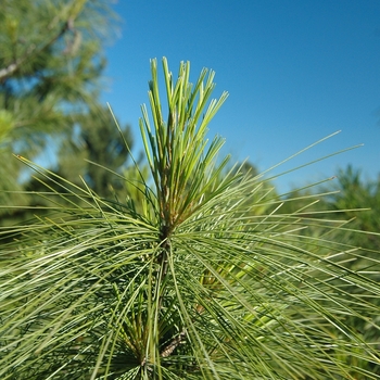 Pinus schwerinii '' (035338)