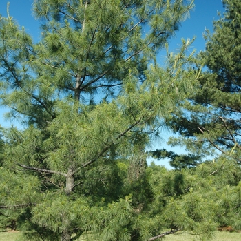 Pinus schwerinii '' (035339)