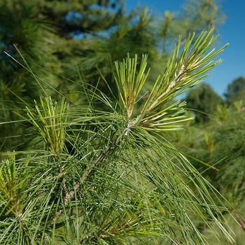 Pinus schwerinii '' (035340)