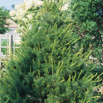 Pinus strobus '' (035341)
