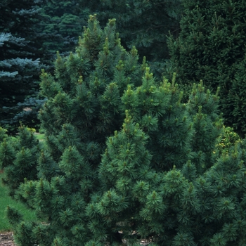 Pinus strobus 'Brevifolia' (035358)
