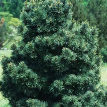 Pinus strobus 'Brevifolia' (035359)