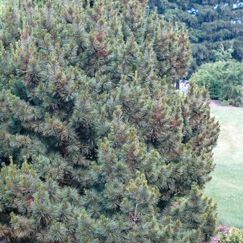 Pinus strobus 'Brevifolia' (035360)