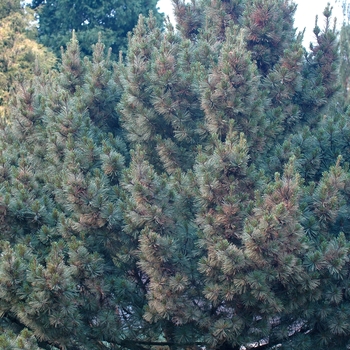 Pinus strobus 'Brevifolia' (035361)