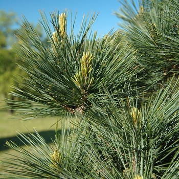 Pinus strobus 'Brevifolia' (035362)