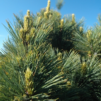 Pinus strobus 'Brevifolia' (035363)