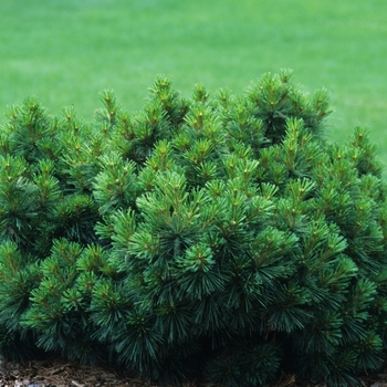 Pinus strobus 'Coney Island' (035366)