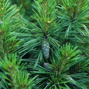 Pinus strobus 'Coney Island' (035367)