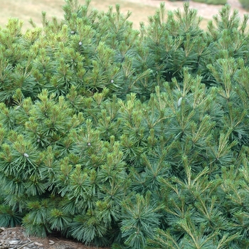 Pinus strobus 'Coney Island' (035368)