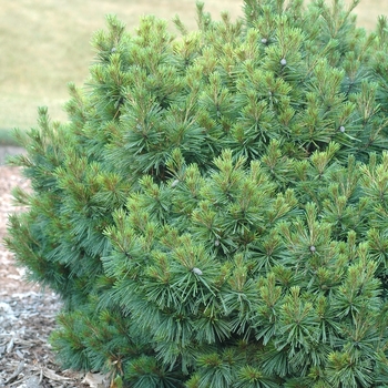 Pinus strobus 'Coney Island' (035369)