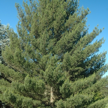Pinus strobus 'Contorta' (035370)