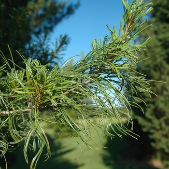 Pinus strobus 'Contorta' (035371)