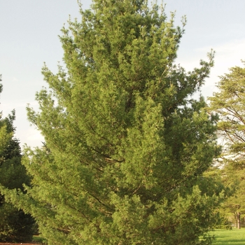 Pinus strobus 'Contorta' (035372)
