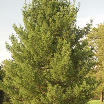 Pinus strobus 'Contorta' (035373)