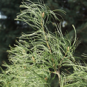 Pinus strobus 'Contorta' (035375)