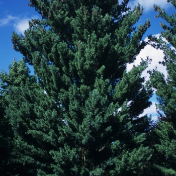 Pinus strobus 'Fastigiata' (035378)