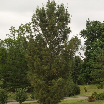 Pinus strobus 'Fastigiata' (035379)