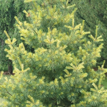 Pinus strobus 'Golden Candles' (035383)