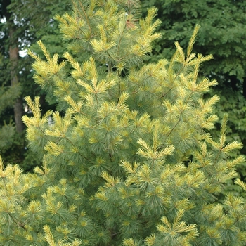 Pinus strobus 'Golden Candles' (035384)