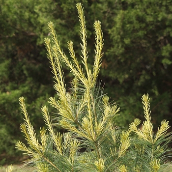 Pinus strobus 'Golden Candles' (035385)