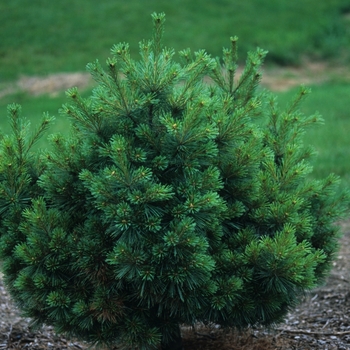 Pinus strobus 'Nana' (035388)