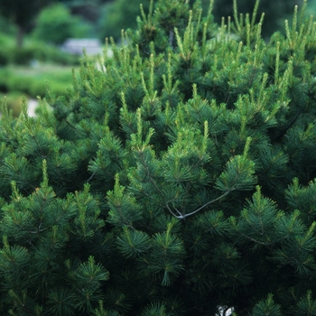 Pinus strobus 'Nana' (035389)