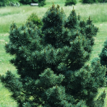 Pinus strobus 'Nana' (035390)