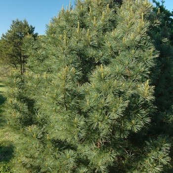 Pinus strobus 'Nana' (035391)