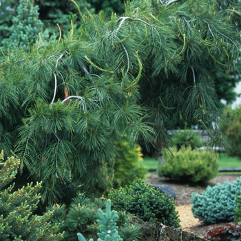 Pinus strobus 'Pendula' (035393)