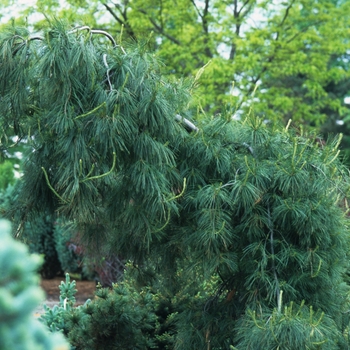 Pinus strobus 'Pendula' (035394)