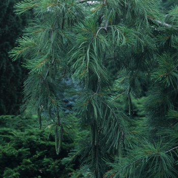 Pinus strobus 'Pendula' (035395)