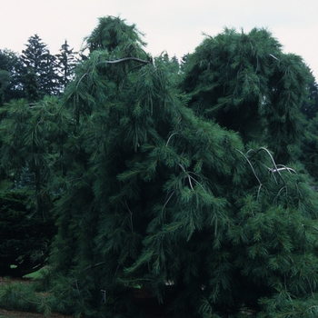 Pinus strobus 'Pendula' (035396)