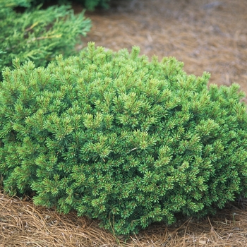 Pinus strobus 'Pygmaea' (035404)