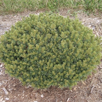 Pinus strobus 'Pygmaea' (035405)