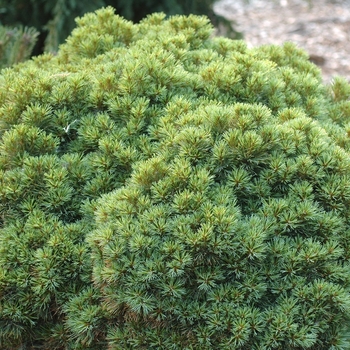 Pinus strobus 'Sea Urchin' (035407)