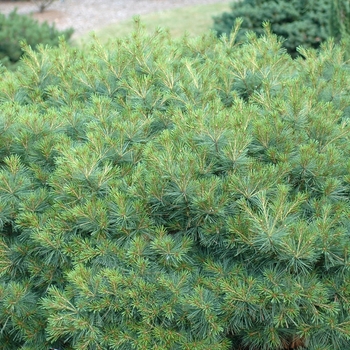 Pinus strobus 'Soft Touch' (035410)